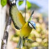 BYFT021215 La Hacienda   Hanging 3d Metal Blue Tit in Flight Set of 01 A