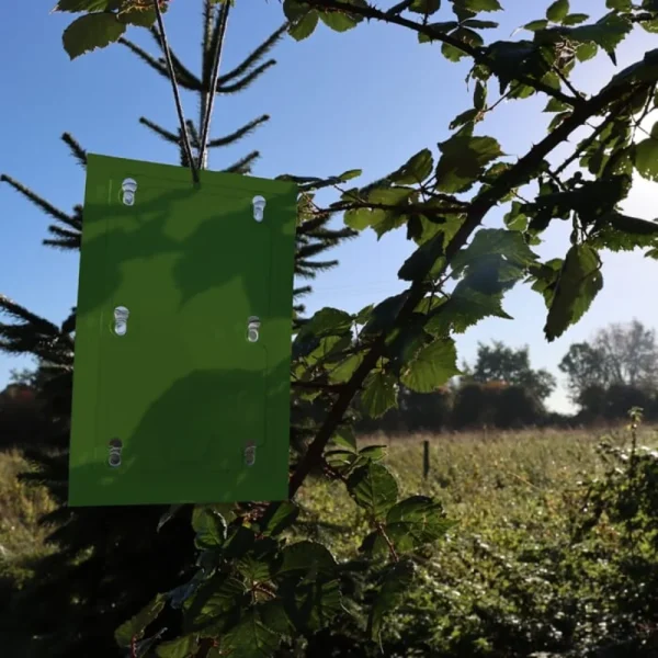 BYFT012425 STV Horse Chestnut Leaf Miner Trap   Twinpack C